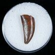 Large Raptor Tooth From Morocco #5182-1